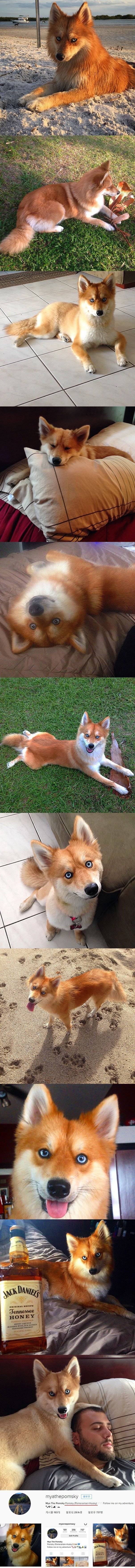 여우로 오해받는 개 | 인스티즈