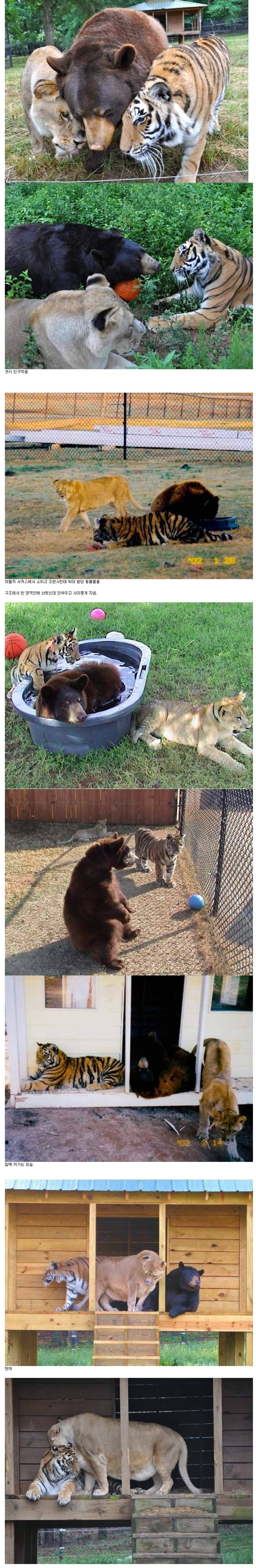 사이좋은 범이 웅이 돼냥이들 | 인스티즈