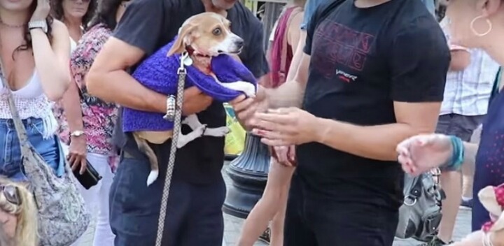 보스턴 산책 중 핏불에게 공격당하는 비글.jpgif (혐오주의) | 인스티즈