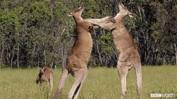 발차기.gif | 인스티즈