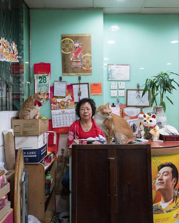 상점에 살고 있는 홍콩 고양이들 | 인스티즈