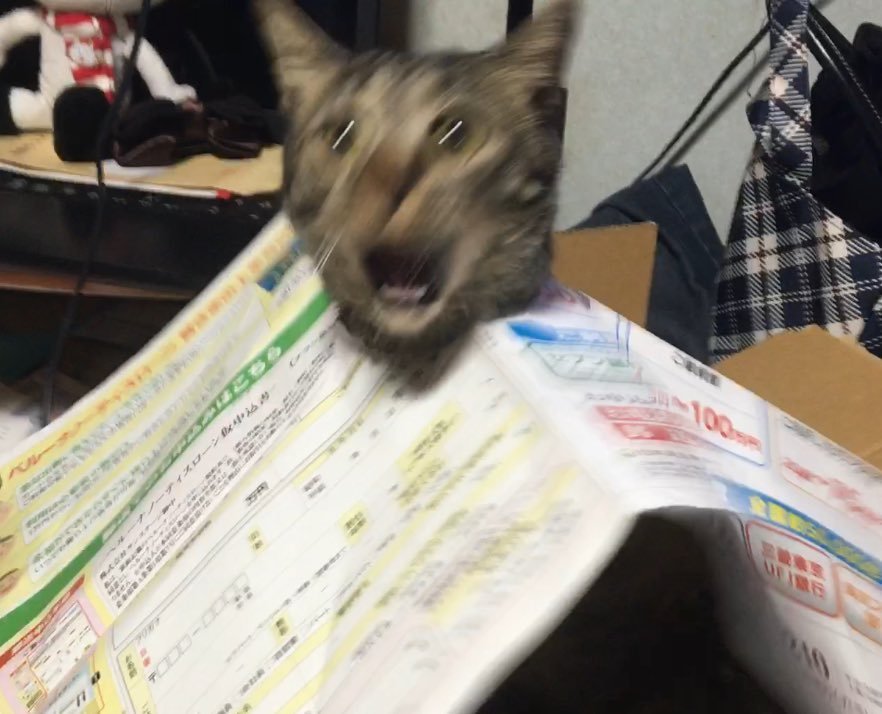 ??? : 집사야 나 끼었어!!!!!!!!!!!!!!!! | 인스티즈