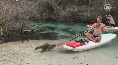 너구리한마리 몰고가세여 | 인스티즈