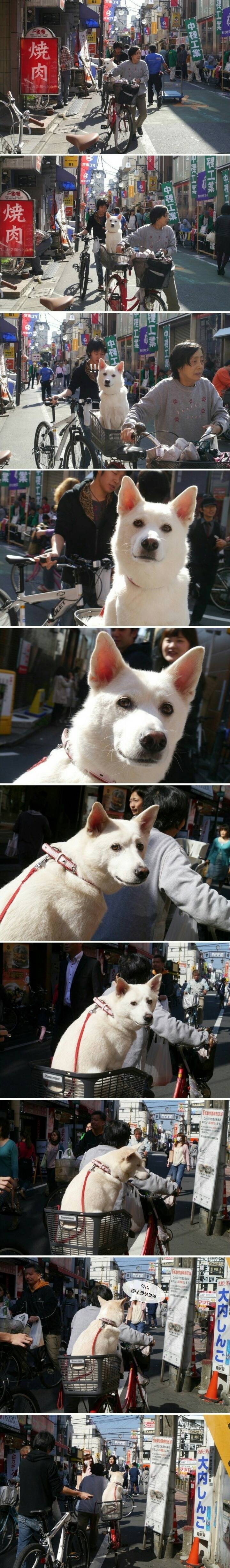 지나가던 개 | 인스티즈