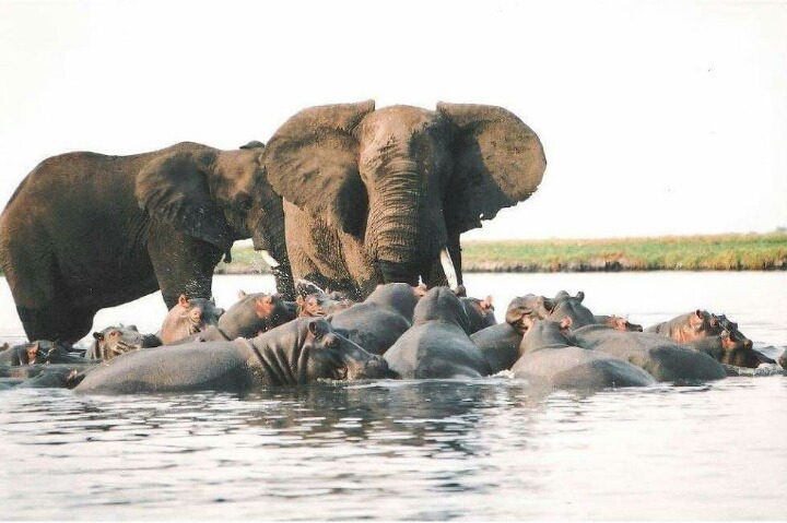 아프리카 최고의 깡패 | 인스티즈