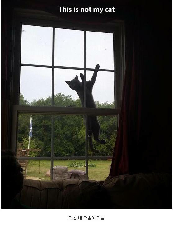 내 고양이 아님 | 인스티즈
