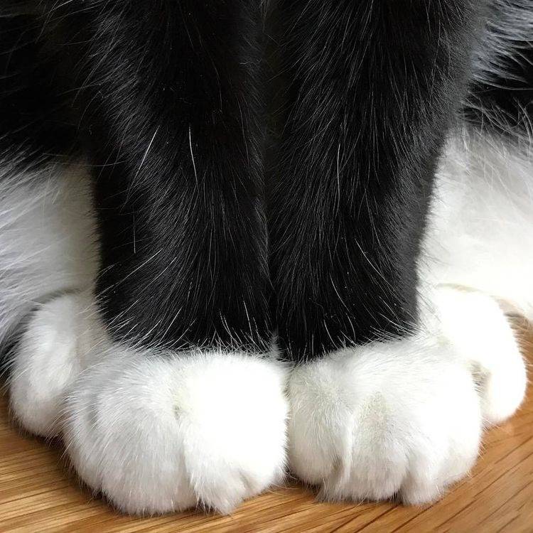 냥이의 짱덕포인트 | 인스티즈