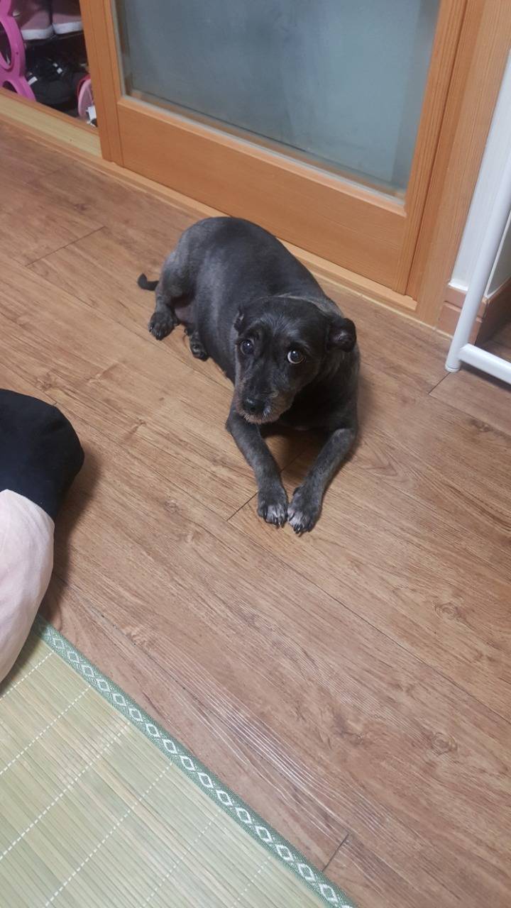 우리집 강아지를 잃어버렸어..꼭좀 봐줘ㅠㅠ | 인스티즈