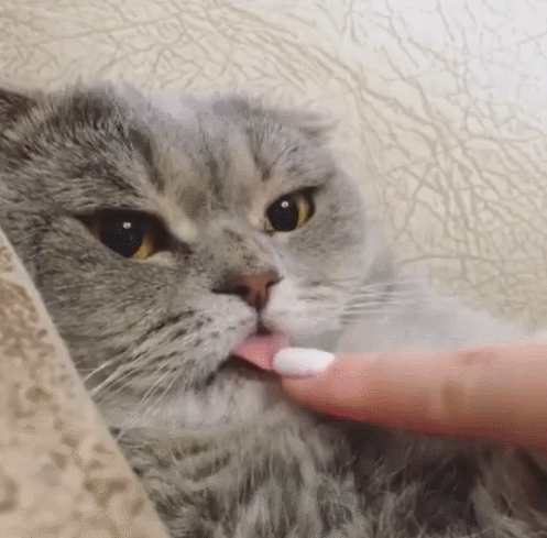 만지고 싶은 냥이 혀 (짱덕사주의) | 인스티즈