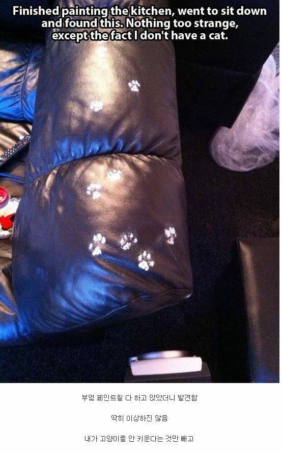 내 고양이 아님 | 인스티즈