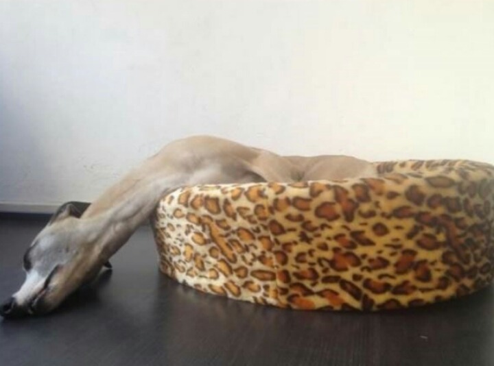 강아지들의 잠자리 | 인스티즈