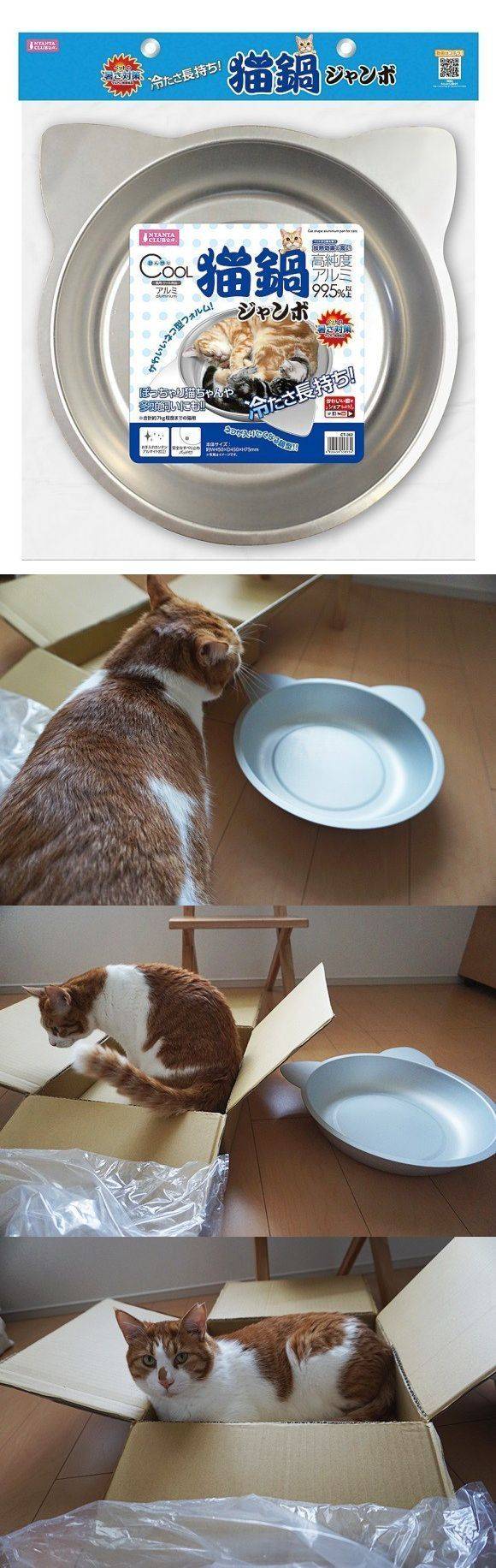 고양이용 알루미늄 대야 | 인스티즈