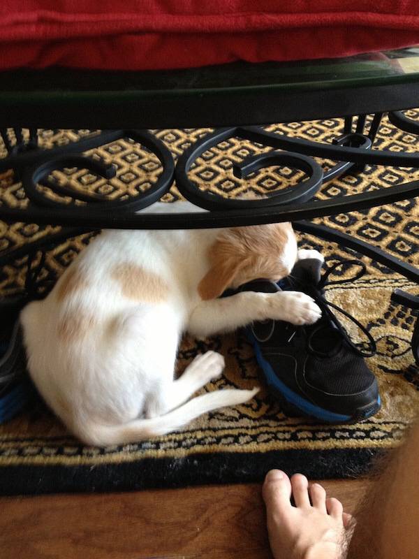 아무데서나 잘 수 있는 강아지들 | 인스티즈