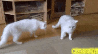 진정한 평화주의자들 | 인스티즈