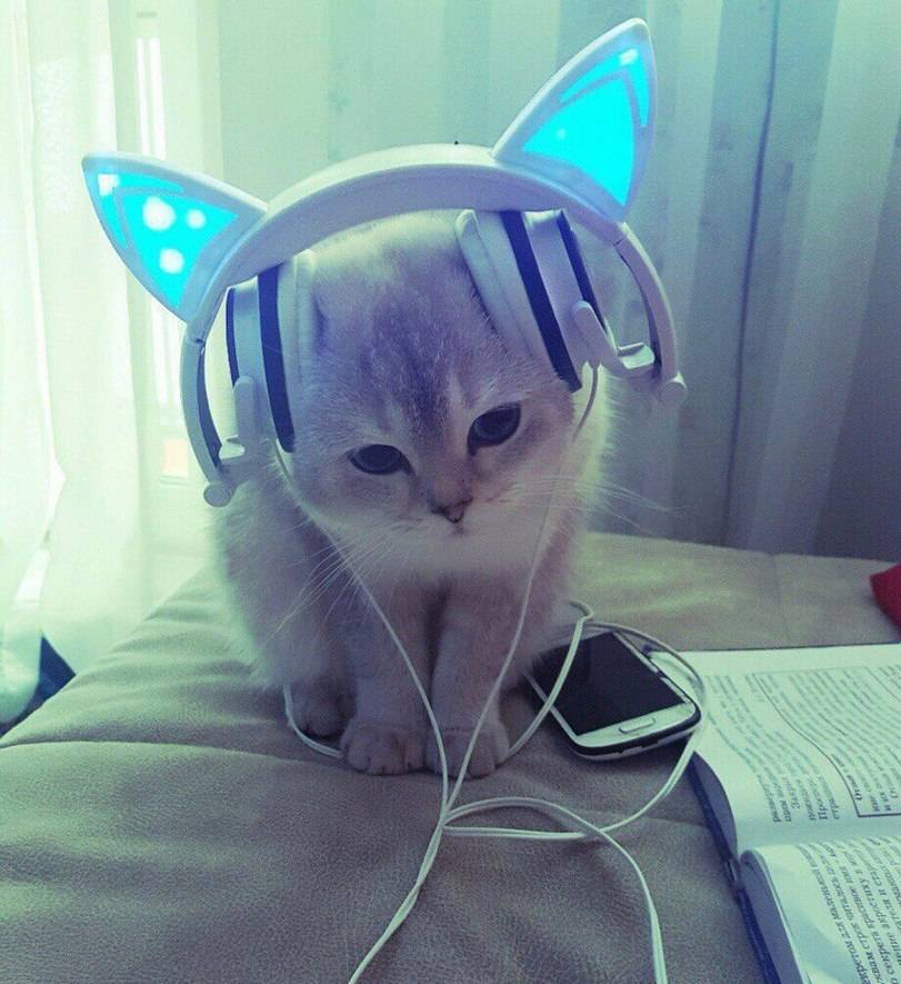 익스트림 고양이 | 인스티즈