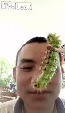 쐐기벌레 먹는 중국기인 | 인스티즈