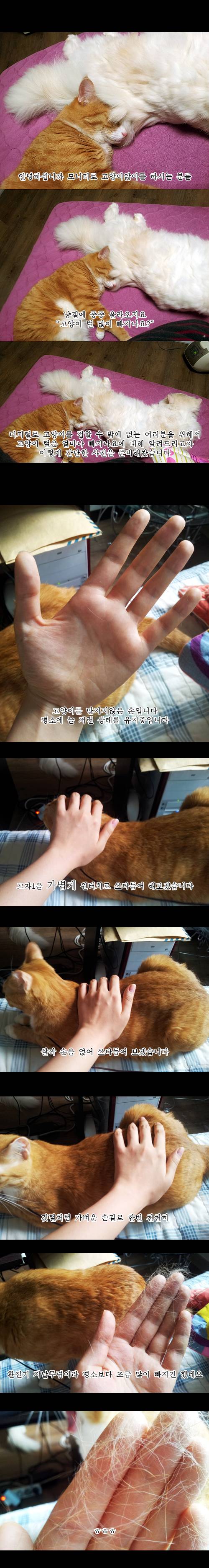 고양이 털 많이 빠져요? | 인스티즈