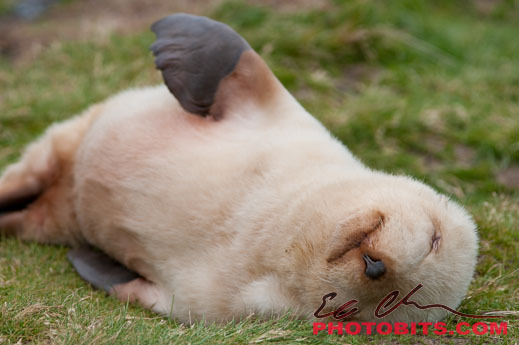 [물개] 이 것은 그냥 귀엽기 짝이없는 물들 사진(안귀여울 수도 있음) | 인스티즈