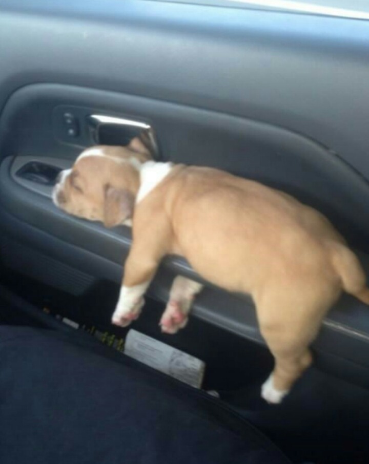 강아지들의 잠자리 | 인스티즈