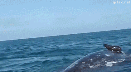 대형 이동수단 .GIF | 인스티즈