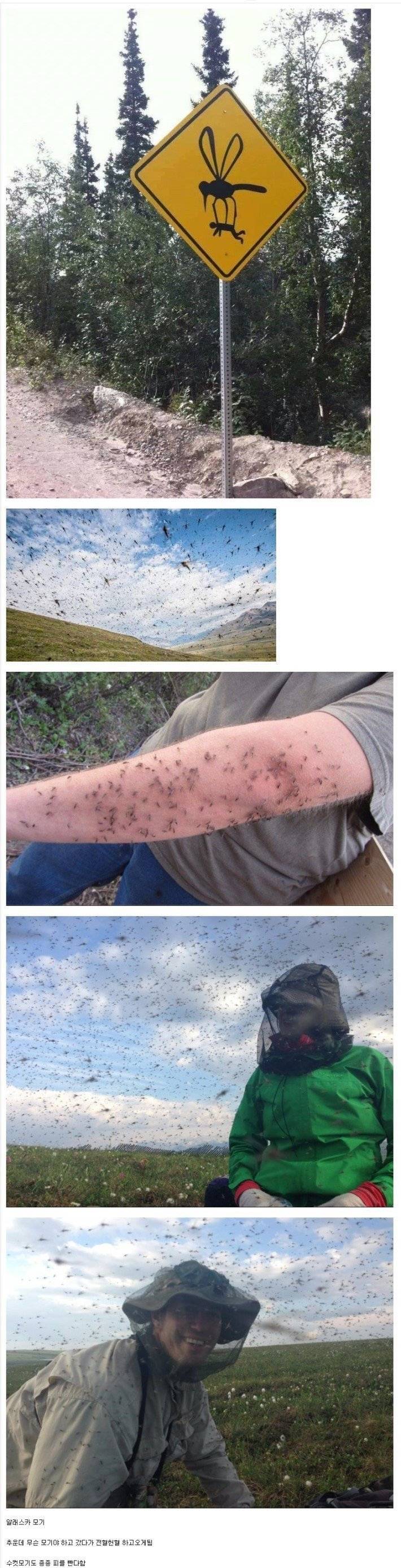 지구 최악의 모기 밀집 지역 | 인스티즈