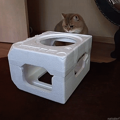 토실토실한 고양이 | 인스티즈