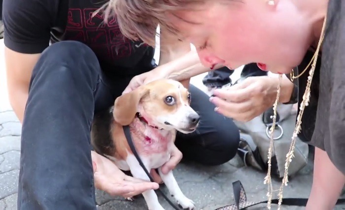보스턴 산책 중 핏불에게 공격당하는 비글.jpgif (혐오주의) | 인스티즈
