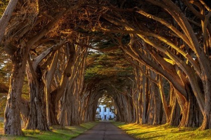미국, 캘리포니아의 노송나무 숲길(Cypress Tree Tunnel, California) | 인스티즈