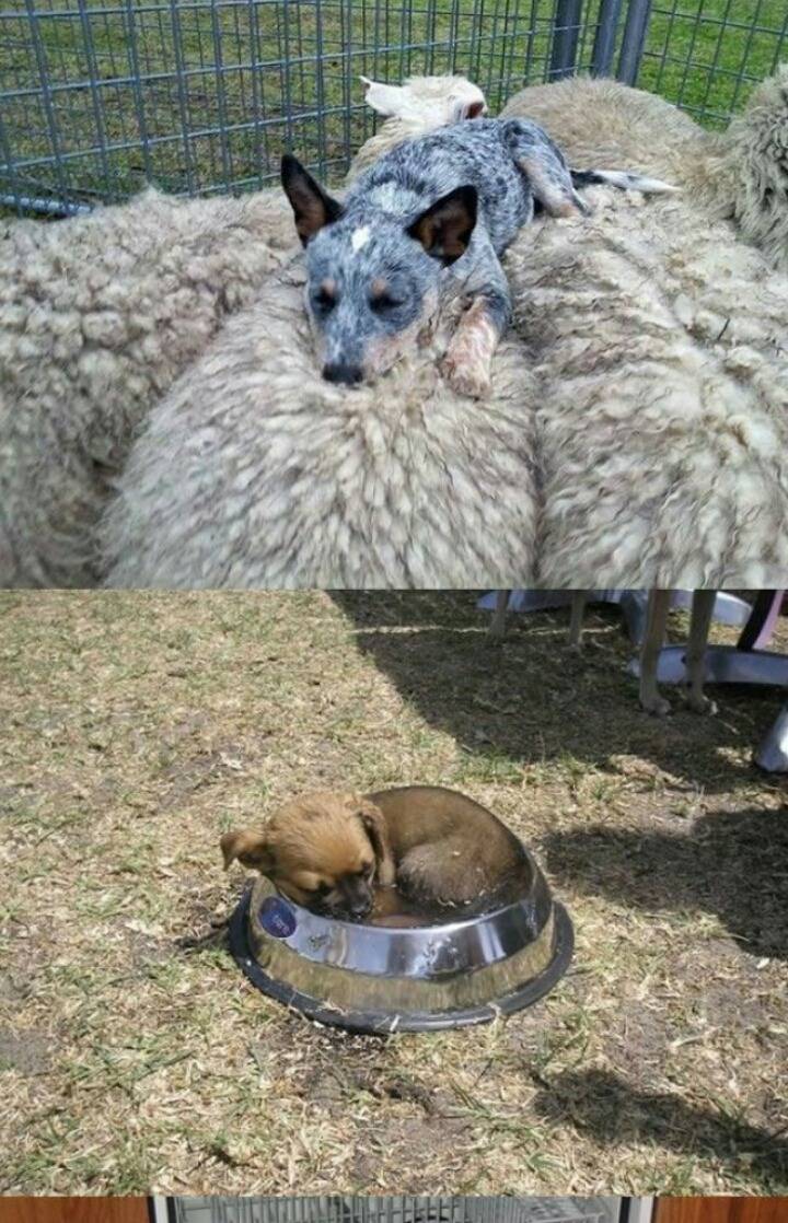 강아지들의 잠자리 | 인스티즈