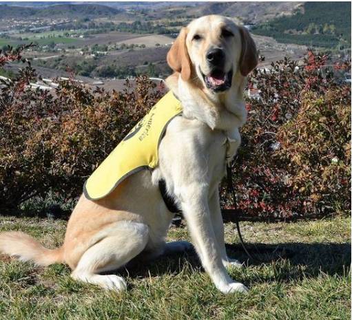 안내견에 대한 잘 몰랐던 사실들.. 그 개를 알고싶다! 안내견편!! | 인스티즈