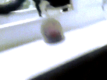 익스트림 고양이 | 인스티즈