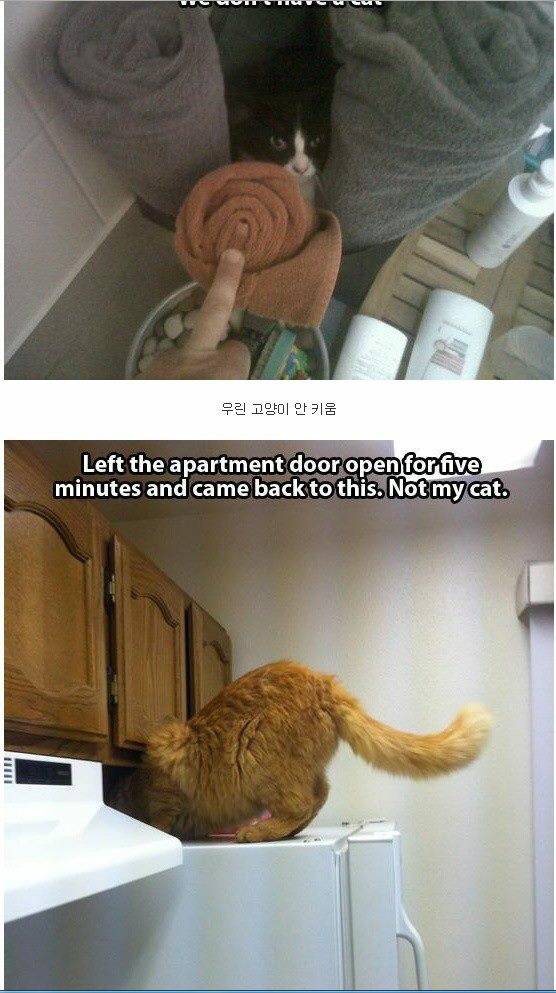 내 고양이 아님 | 인스티즈