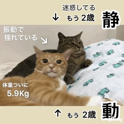 아무생각 없는 뚱냥이와 정신없는 냥이.gif | 인스티즈