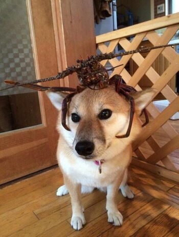 주인 나한테 왜구래 | 인스티즈