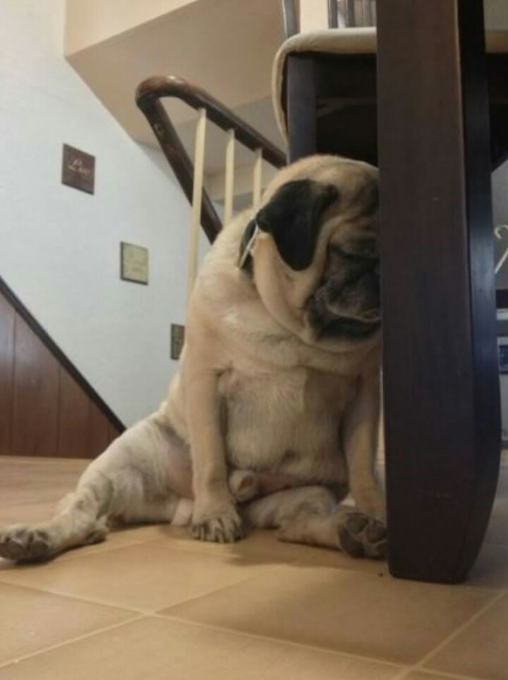 강아지들의 잠자리 | 인스티즈