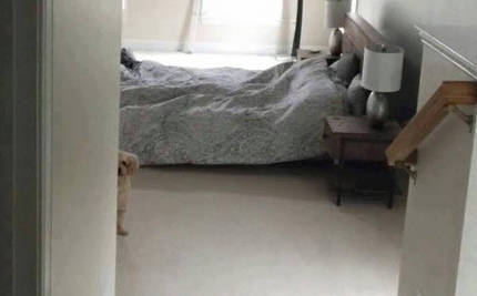 "결혼하면서 신랑이 데려온 강아지가 낯을 가려요" | 인스티즈