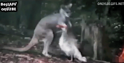 프랑스vs호주 전반전 요약.gif | 인스티즈