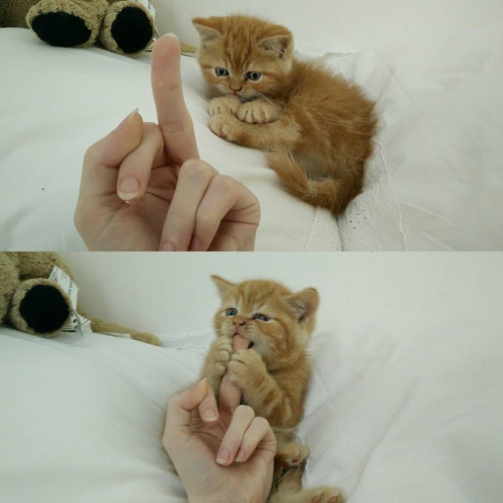 고양이한테 엿을 날릴경우 | 인스티즈