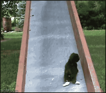 고양이의 자식 사랑. gif | 인스티즈