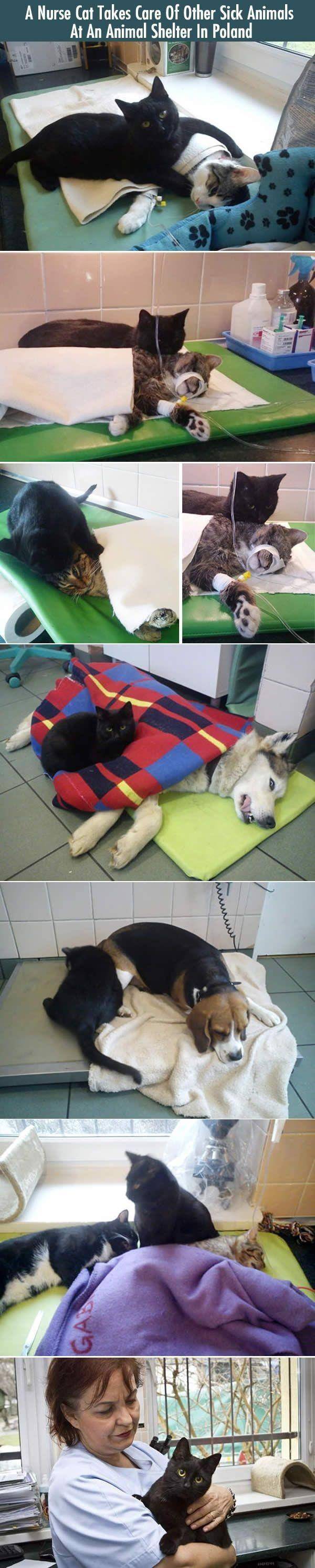 고양이 간호사.jpg | 인스티즈