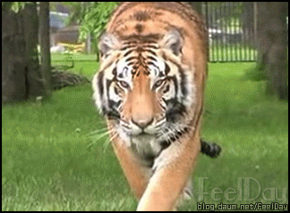 사냥감 노리는 호랑이 | 인스티즈