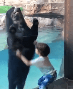 꼬마와 놀아주는 곰.GIF | 인스티즈