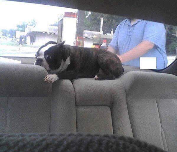 멍멍이들에게 병원가자고 했을때 반응 | 인스티즈