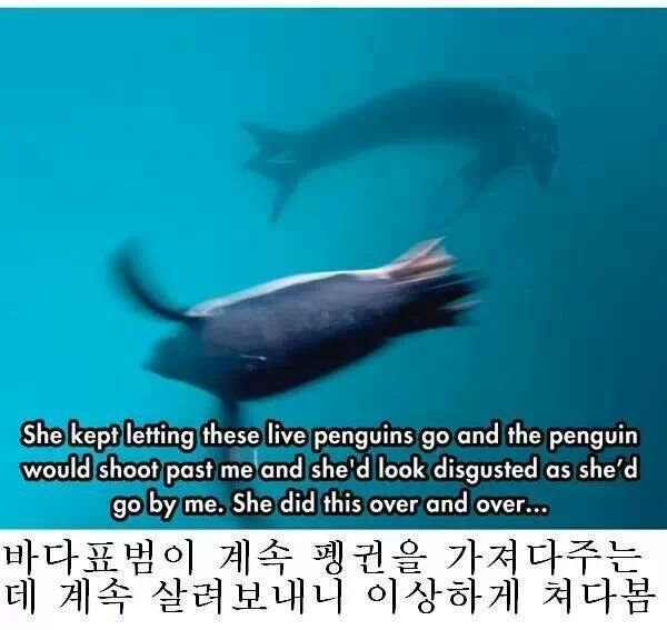 네셔널 지오그래픽 레전드 사건 | 인스티즈