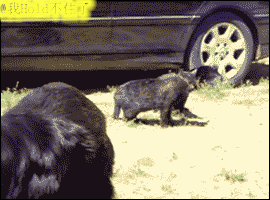 진정한 평화주의자들 | 인스티즈