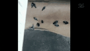 러시아 빵공장의 비밀.gif (비둘기 주의) | 인스티즈