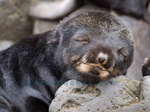 [물개] 이 것은 그냥 귀엽기 짝이없는 물들 사진(안귀여울 수도 있음) | 인스티즈