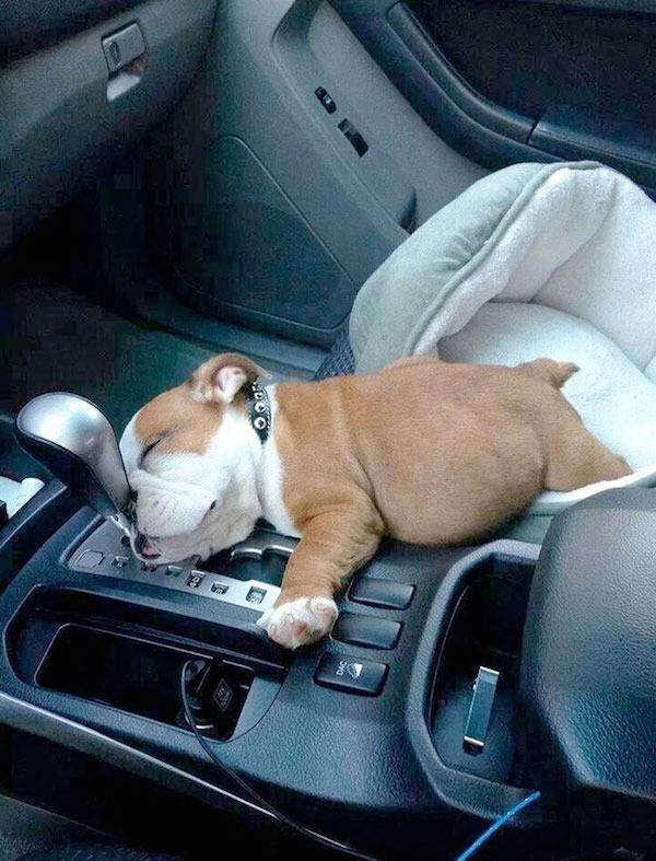 아무데서나 잘 수 있는 강아지들 | 인스티즈