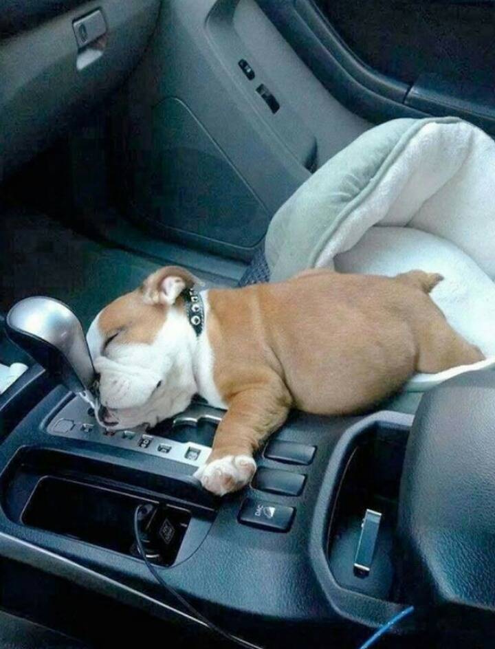 강아지들의 잠자리 | 인스티즈