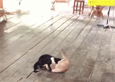 진정한 평화주의자들 | 인스티즈